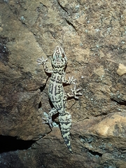 Afroedura hawequensis