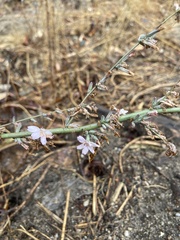 Stephanomeria virgata