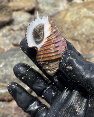 Opeatostoma pseudodon