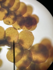 Frullania capensis