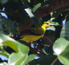 Oriolus chinensis