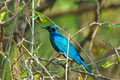 Lamprotornis chalybaeus