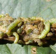 Saucrobotys futilalis