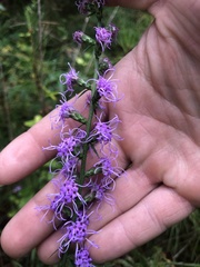 Liatris pilosa