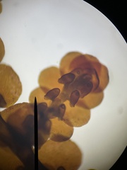 Frullania capensis