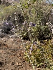 Salvia yangii