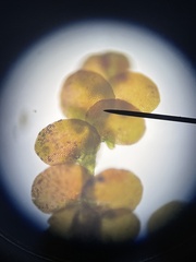 Frullania capensis