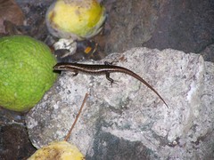 Trachylepis comorensis
