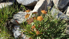 Bupleurum ranunculoides