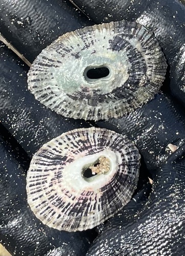 Fissurella virescens