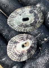 Fissurella virescens