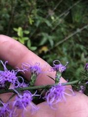 Liatris pilosa