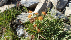 Bupleurum ranunculoides