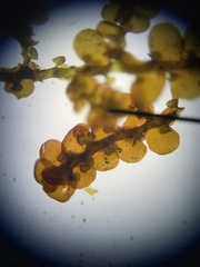 Frullania capensis