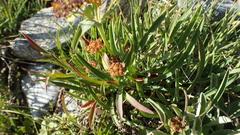 Bupleurum ranunculoides