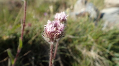 Erigeron uniflorus