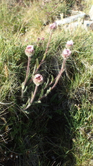 Erigeron uniflorus