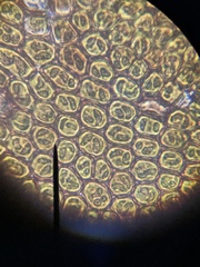Frullania capensis