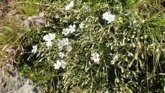 Cerastium pedunculatum