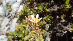 Saxifraga bryoides