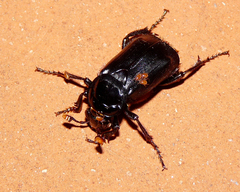 Nicrophorus humator