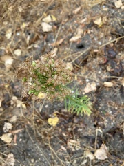 Erigeron canadensis