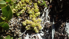 Saxifraga bryoides