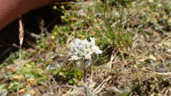 Achillea nana