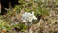 Achillea nana