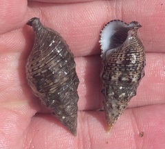 Cerithium adustum