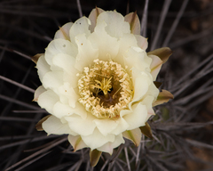 Trichocereus deserticola