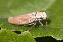 Sonesimia dimidiata