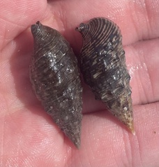 Cerithium adustum