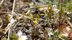 Euphrasia minima