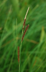 Carex senta