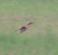 Ixobrychus cinnamomeus