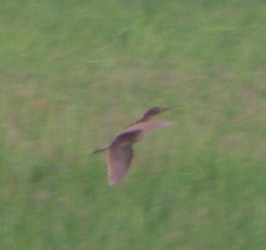 Ixobrychus cinnamomeus