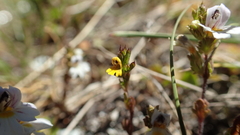 Euphrasia minima