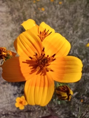 Bidens aurea