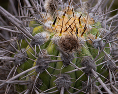 Trichocereus deserticola