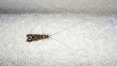 Macrostemum zebratum