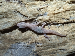 Afrogecko porphyreus