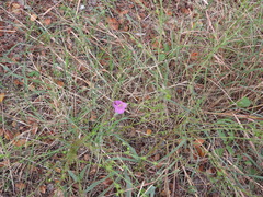 Agalinis heterophylla