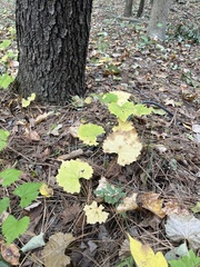 Sceptridium biternatum