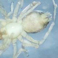 Agelenidae