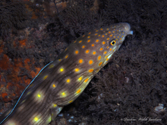 Myrichthys breviceps