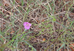 Agalinis heterophylla