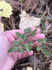 Sceptridium biternatum