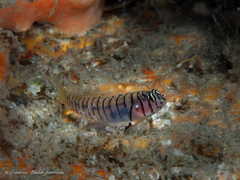 Tigrigobius macrodon