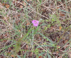 Agalinis heterophylla